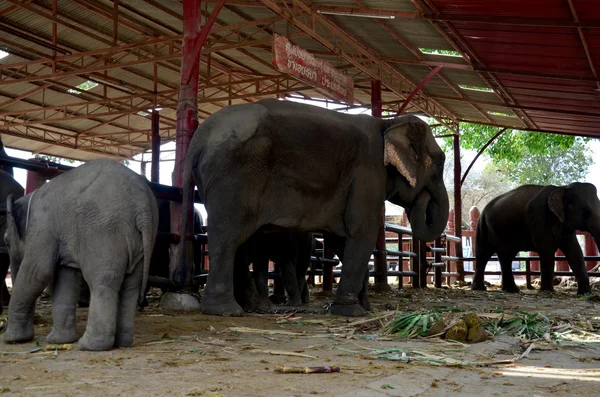 Éléphants thaïlandais manger de la nourriture — Photo