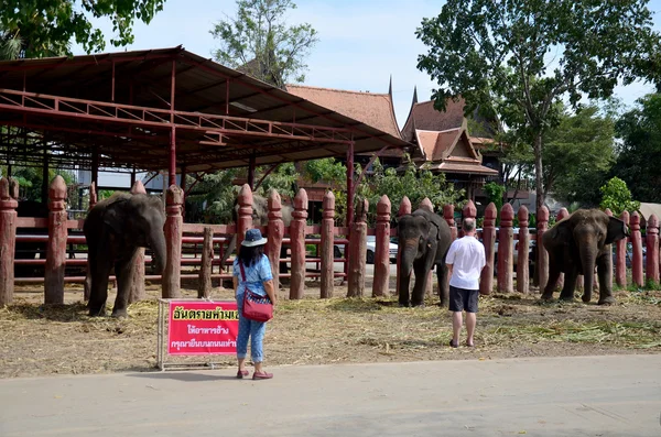 As pessoas viajam e dão comida ao elefante — Fotografia de Stock