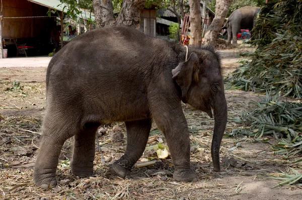 タイの象の赤ちゃんが食べ物を食べる — ストック写真