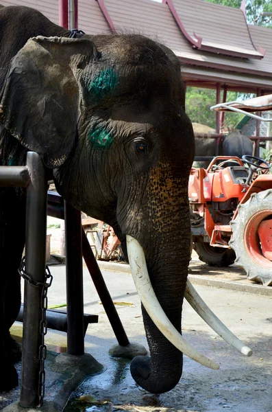 Слон ранен и болен — стоковое фото