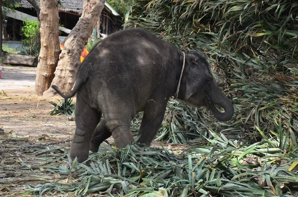 タイの象の赤ちゃんが食べ物を食べる — ストック写真