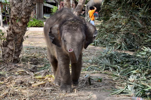 Тайский слон, питающийся пищей — стоковое фото