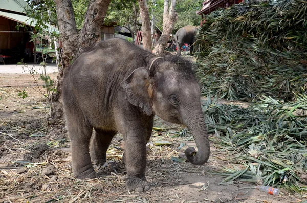 タイの象の赤ちゃんが食べ物を食べる — ストック写真