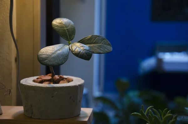 Árbol pequeño para la decoración —  Fotos de Stock