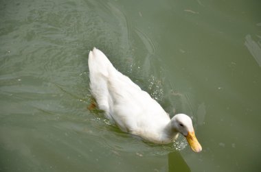 Beyaz ördek Yüzme