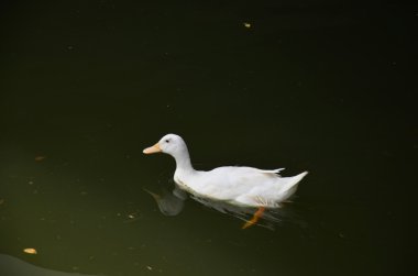 Beyaz ördek Yüzme