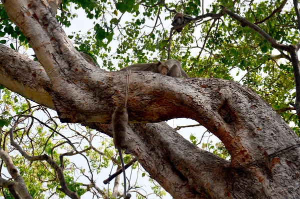 Bahçe, Phra Kal Tapınak, oynayan maymunlar
