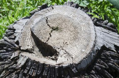 Eski palmiye ağaç kütüğü