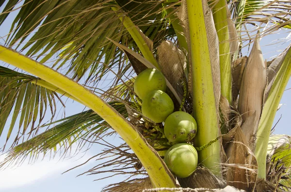 Noix de coco sur arbre — Photo