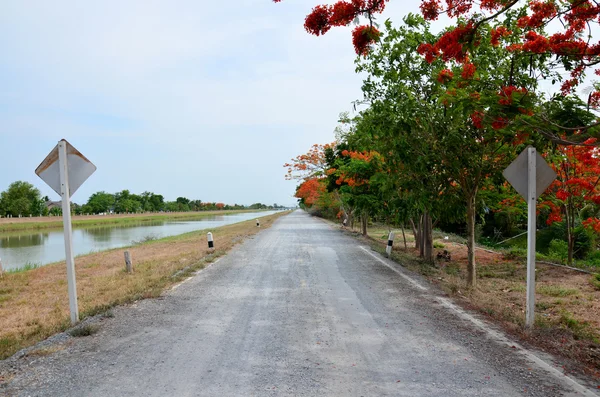 Árbol rojo delonix regia o planta Royal Poinciana al lado de Crush — Foto de Stock