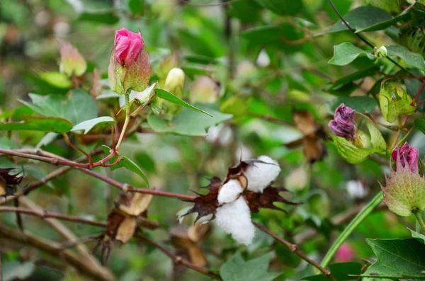 Flor de Gossypium herbaceum o flores de algodón en el árbol — Foto de Stock