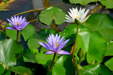 Molly balığı ile beyaz lotus çiçek ve menekşe nilüfer çiçeği