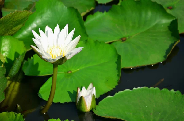 Molly balığı ile beyaz lotus çiçek ya da nilüfer çiçeği — Stok fotoğraf
