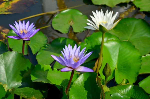 Flor de loto blanco y flor de lirio de agua violeta con peces Molly — Foto de Stock