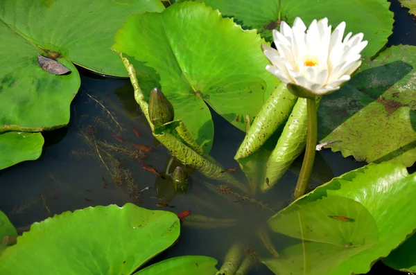 Molly balığı ile beyaz lotus çiçek ya da nilüfer çiçeği — Stok fotoğraf