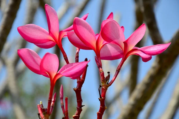 Frangipani vagy Plumeria vagy Templetree virág — Stock Fotó