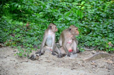 Maymun aile Kaplıcalar pongkrating, ormandaki zeminde 