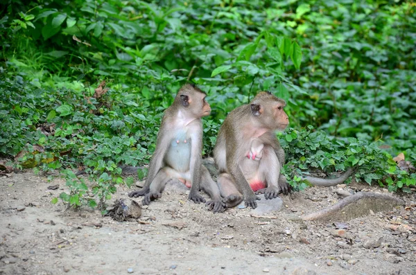 Małpa z rodziny na ziemi w lesie w pongkrating Hot springs — Zdjęcie stockowe