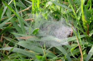 Örümcek ağı ve yaprak çiy 