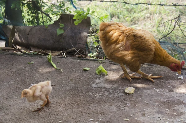 Betong pollo y pollo comer alimentos en la granja —  Fotos de Stock