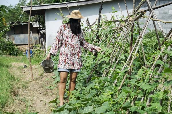 Тайские женщины выращивают сельское хозяйство Vigna unguiculata subsp. Мбаппе — стоковое фото