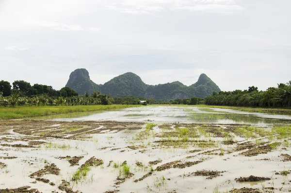 Khao Oktalu Mountain or The Hole Mountain with rice field — Stock Photo, Image