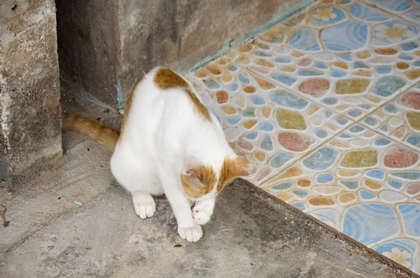 Doméstico tailandés gato frotado cara — Foto de Stock