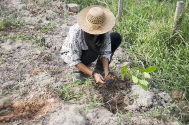 Ağaç dikme ve g deliğe sebze düşüş büyüyen Taylandlı kadın