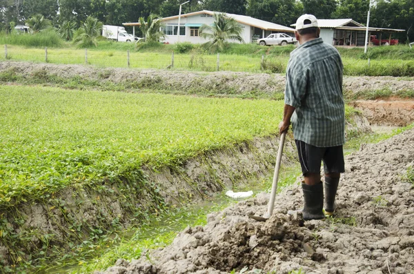 Anciano cavando tierra en el suelo para plantar árboles y cultivar verduras — Foto de Stock