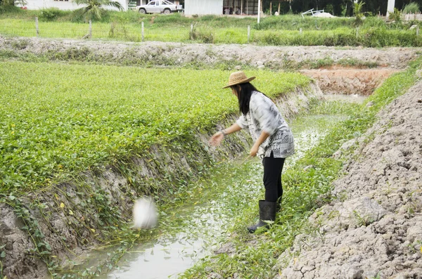 Thaise vrouw gebruik emmer water drenken boom in de tuin na pla — Stockfoto