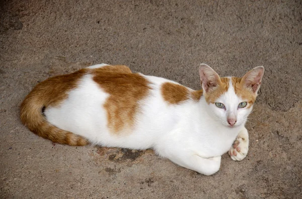 Tailandés doméstico gato sentado y buscando — Foto de Stock