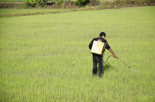 Farmer fumigación química para herbicida en arrozal o arrozal — Foto de Stock