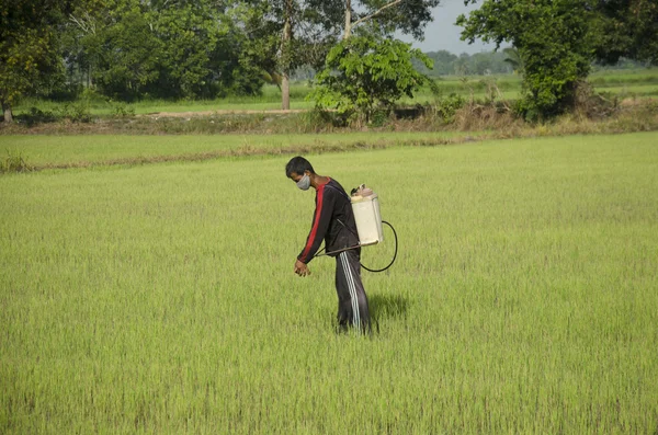 Produto químico de pulverização do fazendeiro para o herbicida no campo da almofada ou do arroz — Fotografia de Stock