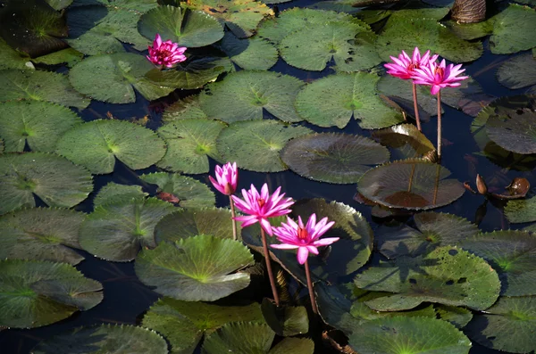 Lotos nebo vodní Lily v Thale Noi Lake — Stock fotografie