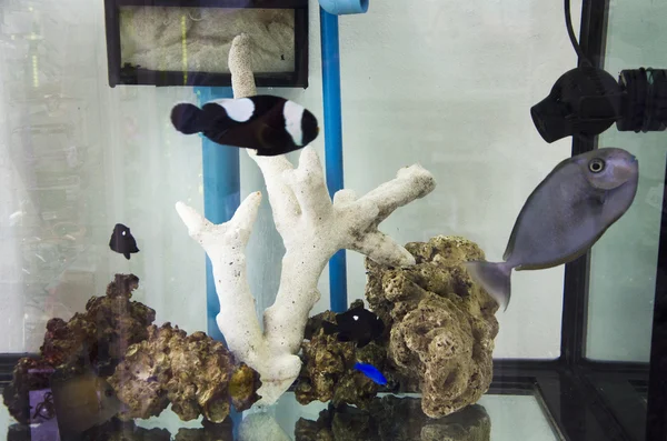 Ryby v akváriu a korálů v skleněném akváriu — Stock fotografie