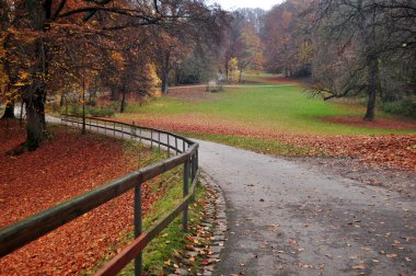 Almanya 'nın Bavyera kentindeki Münih başkentinde sonbaharda Alman halkı ve yabancı gezginler için sonbahar mevsiminde Englischer Bahçe Bahçesi kamu parkının manzara ağacı manzarası.