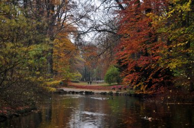 Ağaç bitkisi ve Anas platyrhynchos ördek ya da Mallard ördekleri, Almanya 'nın Bavyera kentindeki Münih şehrinde sonbahar mevsiminde Leopoldpark halk parkında akan küçük kanal suyunda yüzer.
