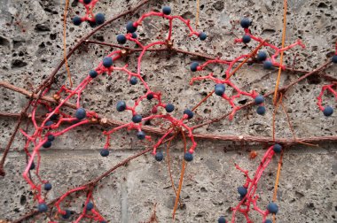 Sonbahar mevsimi Frankfurt, Almanya 'daki bahçe parkında iken, sarmaşık ağacı arka planında beton duvara tırmanıyor