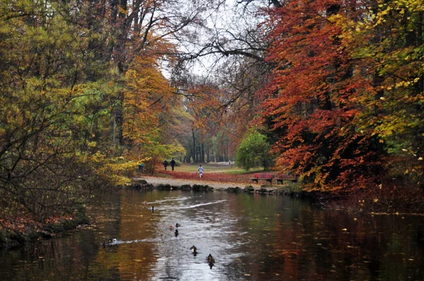 Plante Arborescente Canard Anas Platyrhynchos Canard Colvert Flotteur Familial Nageant — Photo