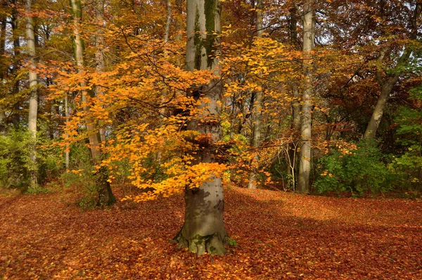 秋天德国利奥波德公园公园公园的观光树植物秋天是德国人民和外国游客游览和休息的季节 位于德国首都巴伐利亚 — 图库照片