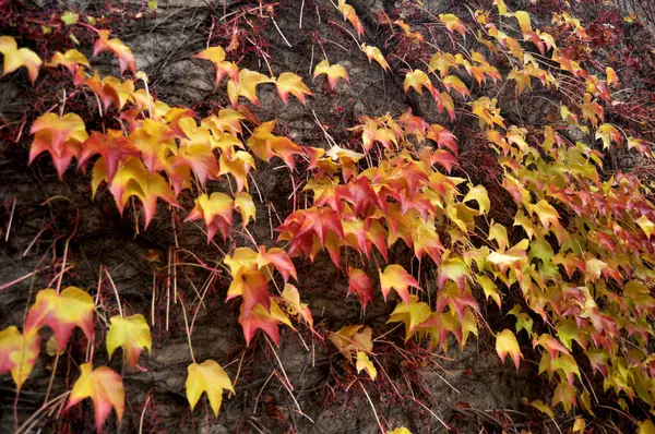 Efeu Pflanze Klettert Betonmauer Hintergrund Während Herbst Herbst Saison Gartenpark — Stockfoto