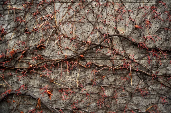 Ivy Tree Plant Climbing Concrete Wall Background While Autumn Fall — Stock Photo, Image