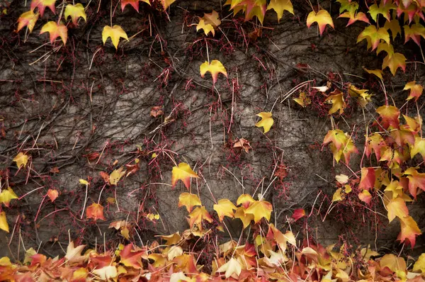 Efeu Pflanze Klettert Betonmauer Hintergrund Während Herbst Herbst Saison Gartenpark — Stockfoto