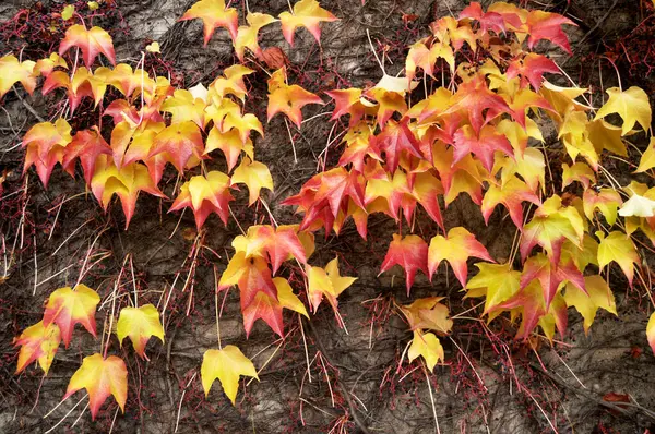 Efeu Pflanze Klettert Betonmauer Hintergrund Während Herbst Herbst Saison Gartenpark — Stockfoto