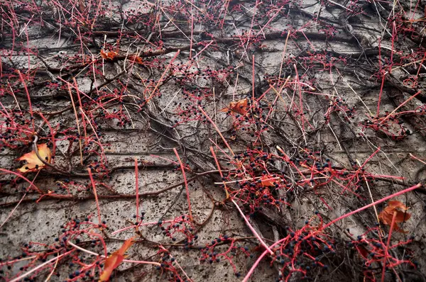 Efeu Pflanze Klettert Betonmauer Hintergrund Während Herbst Herbst Saison Gartenpark — Stockfoto