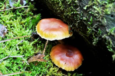 Almanya 'nın Baden Wurttemberg eyaletinde, Zürih şehrinde, Kara Orman veya Schwarzwald' da yer alan mantarlar