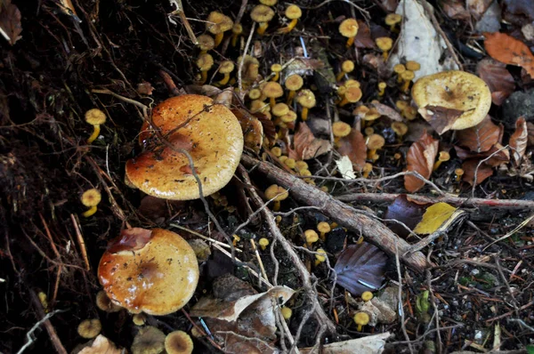 Giftige Pilze Auf Dem Boden Dschungel Schwarzwald Oder Schwarzwald Zürcher — Stockfoto