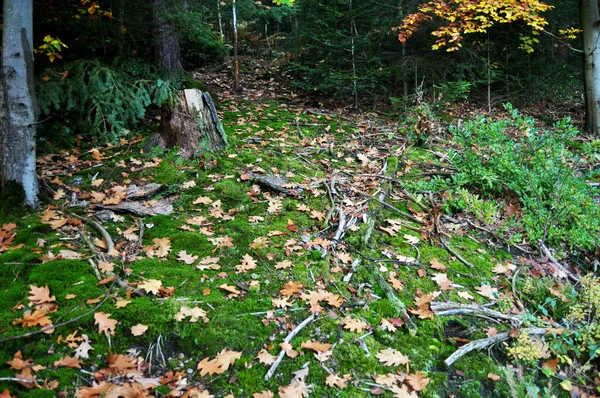 Moss Mosses Sphagnales Grond Jungle Bij Het Zwarte Woud Schwarzwald — Stockfoto
