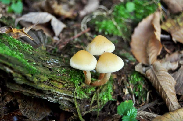 Toxic mushrooms on ground in the jungle at Black Forest or Schwarzwald at Seebach district of Zurich city in Baden Wurttemberg, Germany