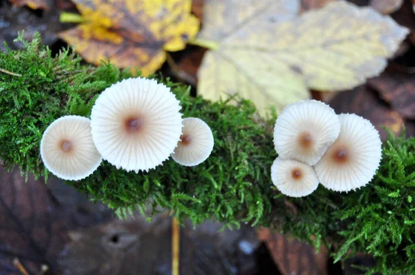 Funghi Tossici Terra Nella Giungla Della Foresta Nera Schwarzwald Nel — Foto Stock